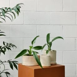 THE PLANT SOCIETY Easy Care Plants Wolf's Head Philodendron (Philodendron Panduriforme)