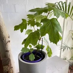 THE PLANT SOCIETY Hydrangea 'Quercifolia Alice' Balcony & Courtyard Plants