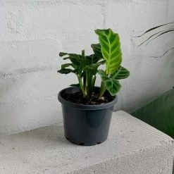 THE PLANT SOCIETY Zebra Plant (Calathea Zebrina)