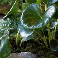 THE PLANT SOCIETY Tractor Seat Plant (Ligularia) Balcony & Courtyard Plants