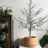 THE PLANT SOCIETY Olive Tree (Assorted)