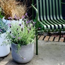 THE PLANT SOCIETY ONLINE OUTPOST U-Planter