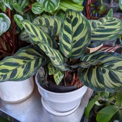 THE PLANT SOCIETY Peacock Plant (Calathea Makoyana) All Plants