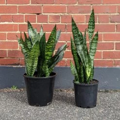 THE PLANT SOCIETY Snake Plant Green (Sansevieria Trifasciata 'Robusta') Easy Care Plants