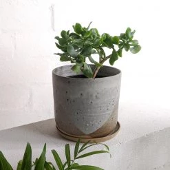 THE PLANT SOCIETY Ruffle Jade (Crassula Undulata)