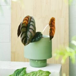 THE PLANT SOCIETY Olive Green Collectors Gro Pot By Angus & Celeste