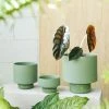 THE PLANT SOCIETY Olive Green Collectors Gro Pot By Angus & Celeste