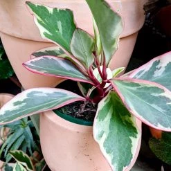 THE PLANT SOCIETY Peperomia 'Clusiifloria Jelly' Easy Care Plants