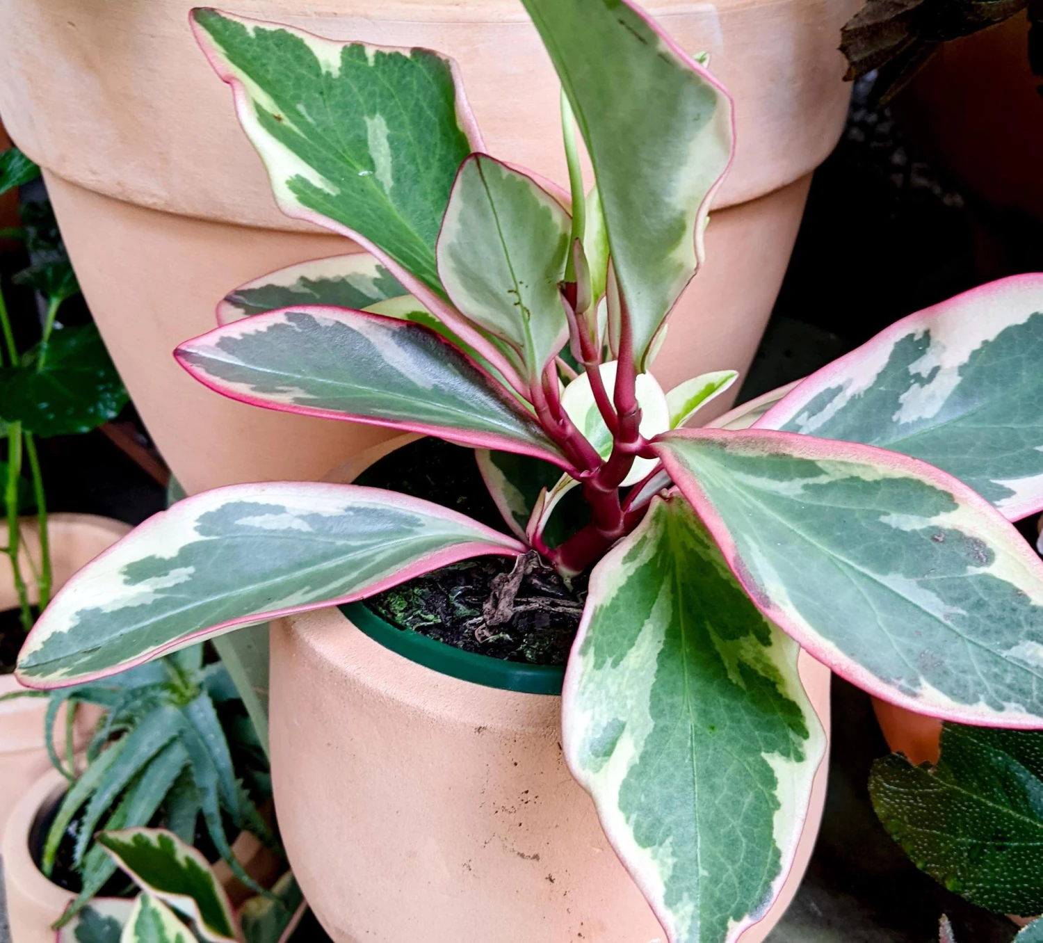 THE PLANT SOCIETY Peperomia 'Clusiifloria Jelly' Easy Care Plants 4 THE PLANT SOCIETY Peperomia 'Clusiifloria Jelly' Easy Care Plants