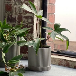 THE PLANT SOCIETY Philodendron ‘Florida’