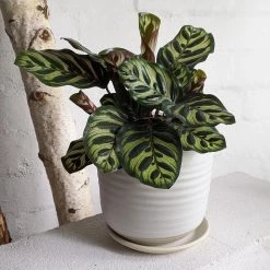 THE PLANT SOCIETY Peacock Plant (Calathea Makoyana) All Plants