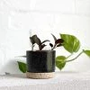 THE PLANT SOCIETY Charred Embers Bowl Planter By Zakkia
