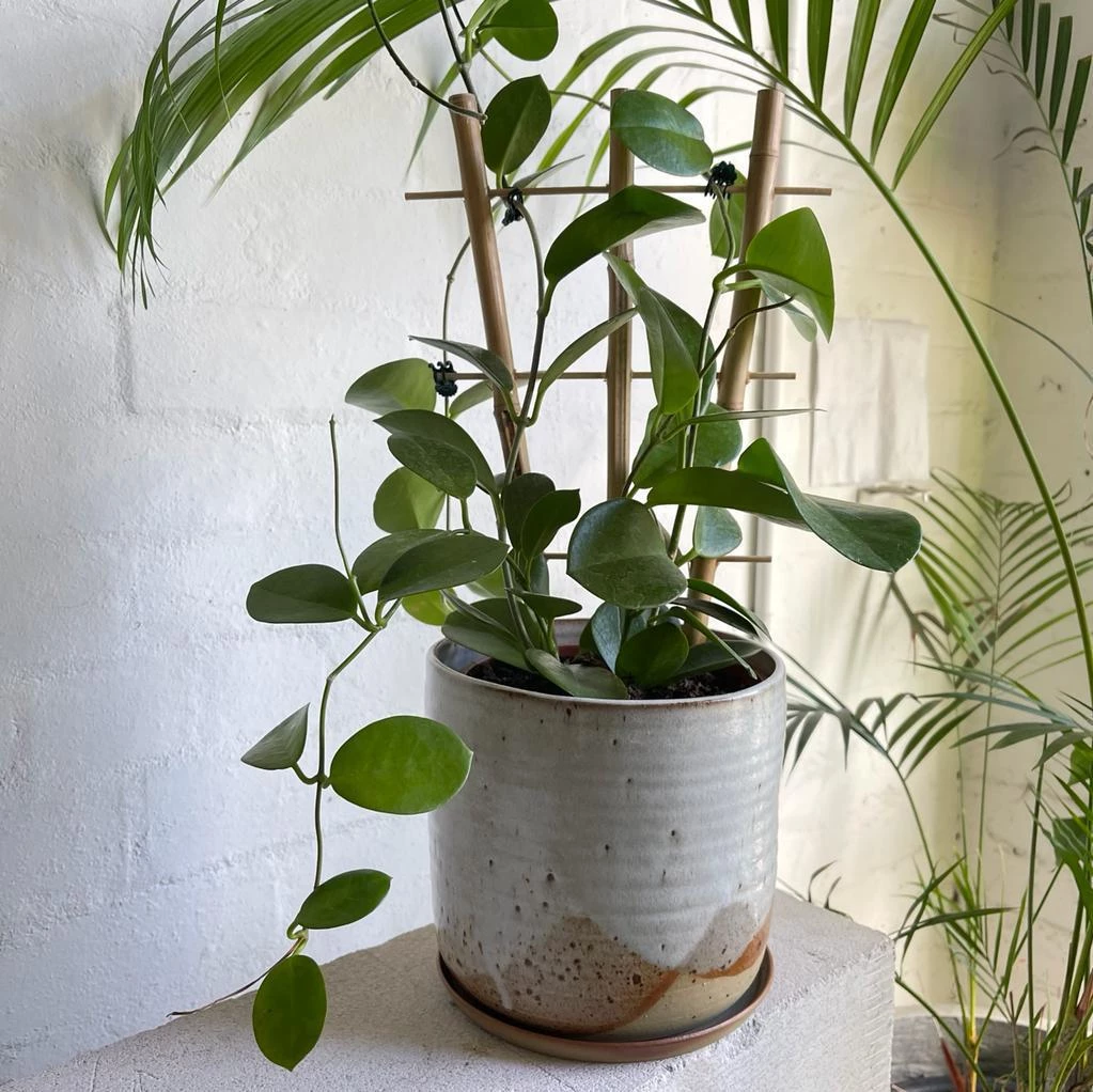 THE PLANT SOCIETY Wax Plant Assort (Hoya) Easy Care Plants 3 THE PLANT SOCIETY Wax Plant Assort (Hoya) Easy Care Plants