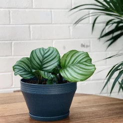 THE PLANT SOCIETY Peacock Plant (Calathea Orbifolia)