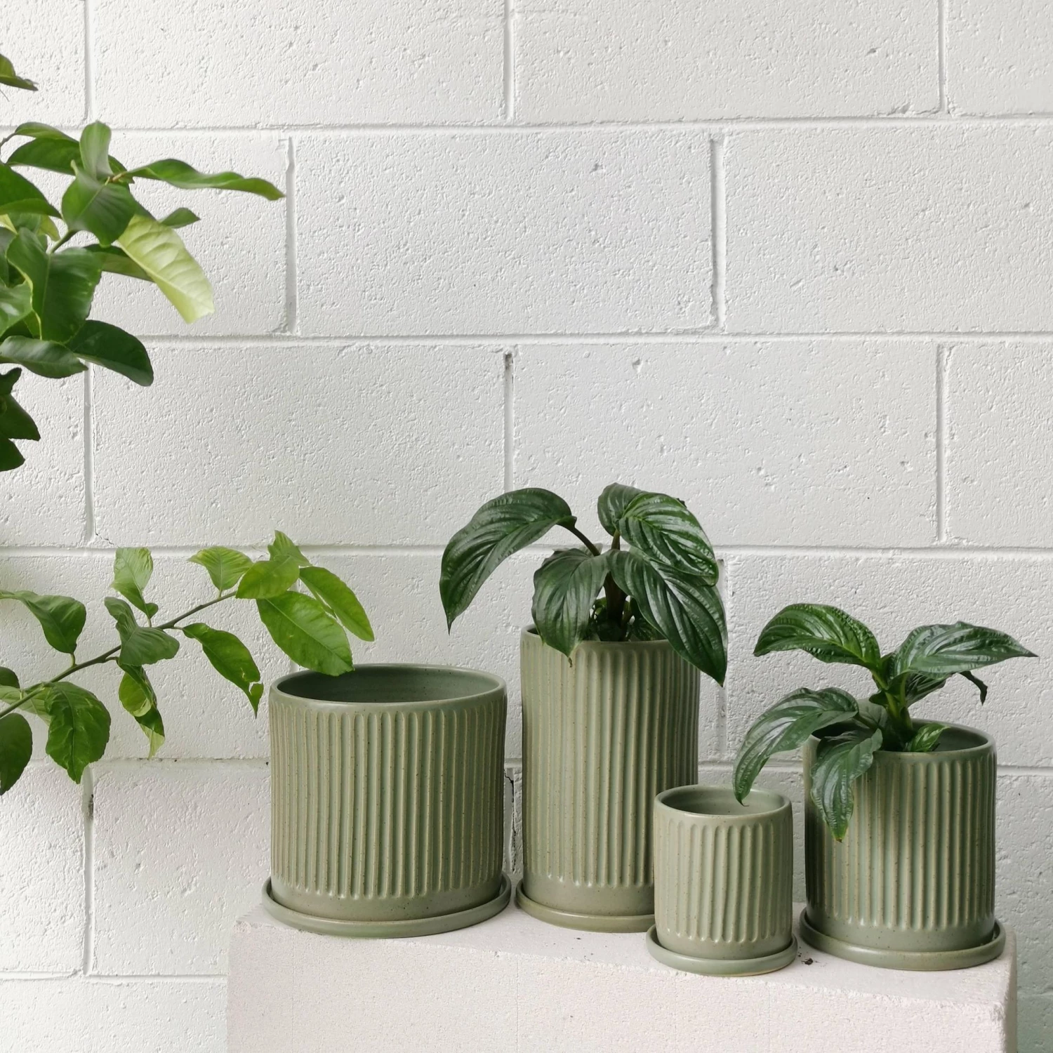 THE PLANT SOCIETY Sage Fluted Planter By Arcadia Scott 3 THE PLANT SOCIETY Sage Fluted Planter By Arcadia Scott