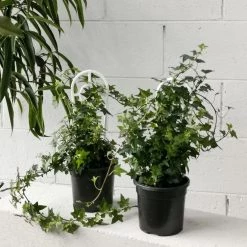 THE PLANT SOCIETY English Ivy (Hedera Helix)