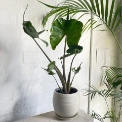 THE PLANT SOCIETY Alocasia Stingray
