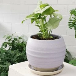 THE PLANT SOCIETY Round Planter By Katherine Mahoney