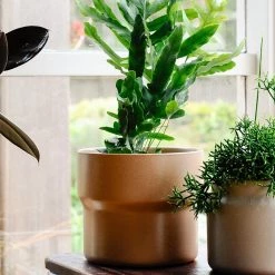 THE PLANT SOCIETY Basil Planter In Earth By Evergreen Collective