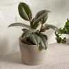THE PLANT SOCIETY Variegated Rubber Plant (Ficus Elastica 'Ruby') All Plants