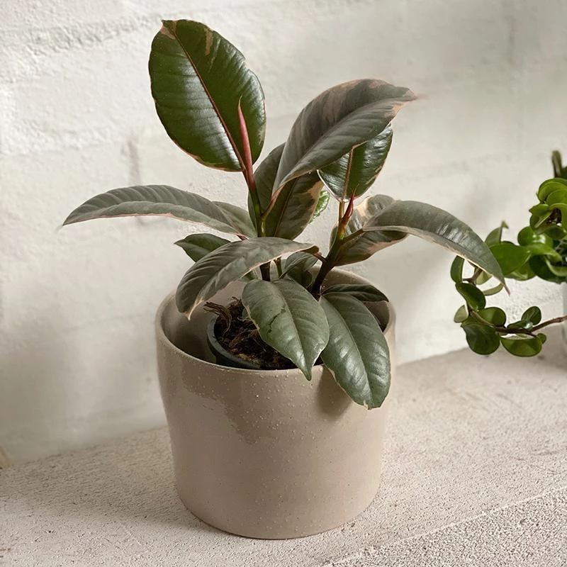THE PLANT SOCIETY Variegated Rubber Plant (Ficus Elastica 'Ruby') All Plants 3 THE PLANT SOCIETY Variegated Rubber Plant (Ficus Elastica 'Ruby') All Plants