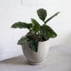 THE PLANT SOCIETY Calathea Freddie (Calathea Louisae) Easy Care Plants