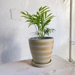 THE PLANT SOCIETY Parlour Palm (Chamaedorea Elegans)