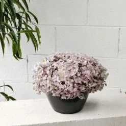 THE PLANT SOCIETY Pink Panther (Callisia Repens) Easy Care Plants 9 THE PLANT SOCIETY Pink Panther (Callisia Repens) Easy Care Plants