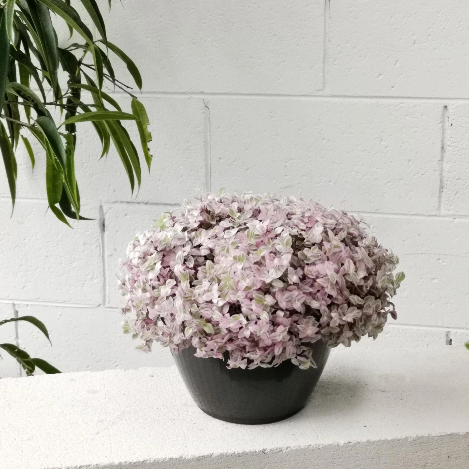 THE PLANT SOCIETY Pink Panther (Callisia Repens) Easy Care Plants 6 THE PLANT SOCIETY Pink Panther (Callisia Repens) Easy Care Plants