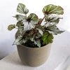THE PLANT SOCIETY Painted Leaf Begonia (Begonia Rex)