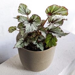 THE PLANT SOCIETY Painted Leaf Begonia (Begonia Rex)