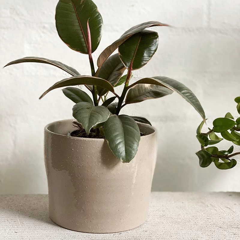 THE PLANT SOCIETY Variegated Rubber Plant (Ficus Elastica 'Ruby') All Plants 4 THE PLANT SOCIETY Variegated Rubber Plant (Ficus Elastica 'Ruby') All Plants