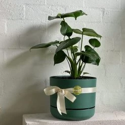 THE PLANT SOCIETY Fruit Salad Plant (Monstera Deliciosa) In 250mm Self Watering Planter