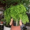 THE PLANT SOCIETY Maiden Hair Fern Medium Care Plants