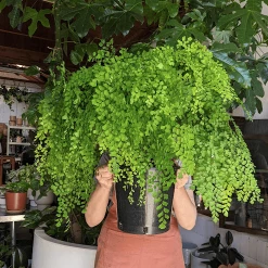 THE PLANT SOCIETY Maiden Hair Fern Medium Care Plants