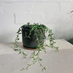 THE PLANT SOCIETY String Of Dolphins (Senecio 'String Of Dolphins')