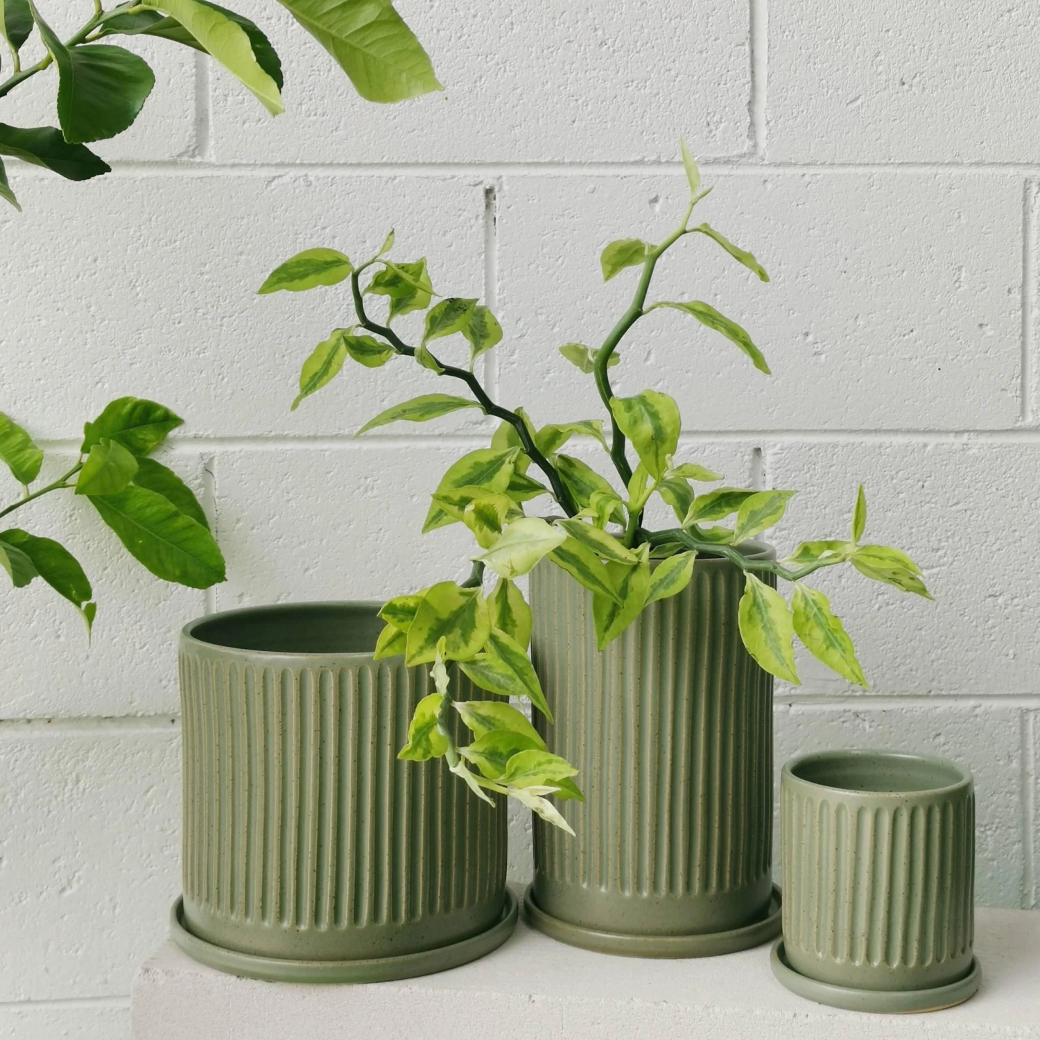 THE PLANT SOCIETY Sage Fluted Planter By Arcadia Scott 5 THE PLANT SOCIETY Sage Fluted Planter By Arcadia Scott