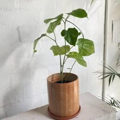 THE PLANT SOCIETY Betel Pepper Plant (Piper Sarmentosum) 7 THE PLANT SOCIETY Betel Pepper Plant (Piper Sarmentosum)