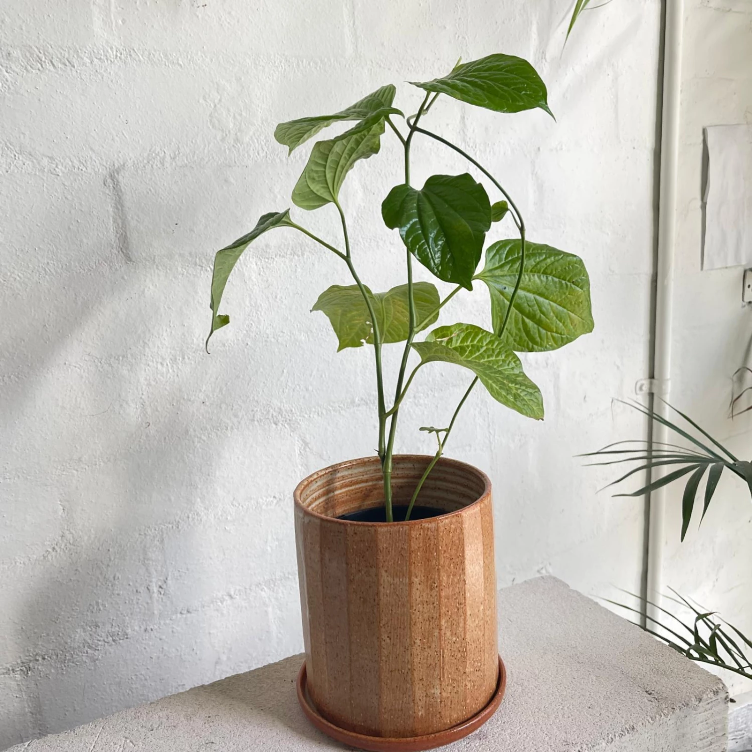 THE PLANT SOCIETY Betel Pepper Plant (Piper Sarmentosum) 5 THE PLANT SOCIETY Betel Pepper Plant (Piper Sarmentosum)