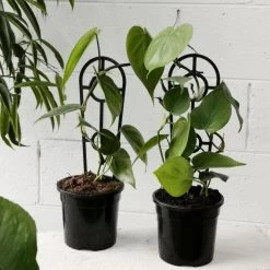 THE PLANT SOCIETY Heart Leaf Philodendron (Philodendron Cordatum)