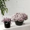 THE PLANT SOCIETY Pink Panther (Callisia Repens) Easy Care Plants