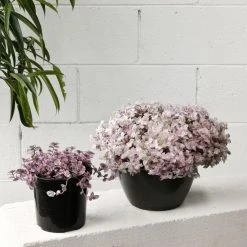 THE PLANT SOCIETY Pink Panther (Callisia Repens) Easy Care Plants