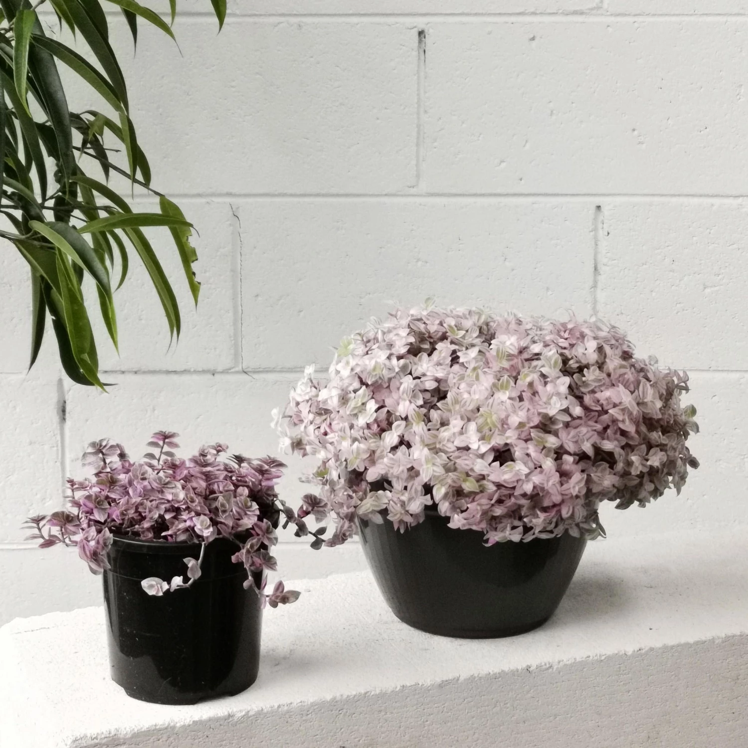 THE PLANT SOCIETY Pink Panther (Callisia Repens) Easy Care Plants 3 THE PLANT SOCIETY Pink Panther (Callisia Repens) Easy Care Plants