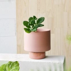 THE PLANT SOCIETY Ochre Collectors Gro Pot By Angus & Celeste Small Planters