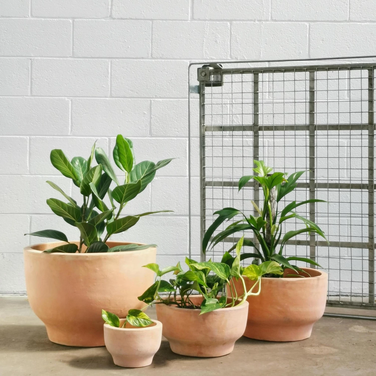 THE PLANT SOCIETY Terracotta Planters Pelosa Planter 8 THE PLANT SOCIETY Terracotta Planters Pelosa Planter