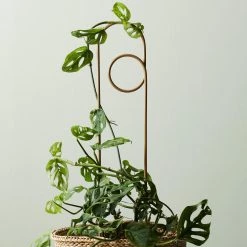 THE PLANT SOCIETY Loop Plant Stake By Ivy Muse Plant Care