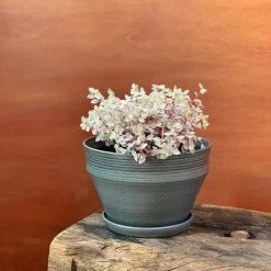 THE PLANT SOCIETY Slate Grey Ridge Planters By Alison Frith All Planters