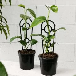 THE PLANT SOCIETY Easy Care Plants Devil's Ivy (Epipremnum Aureum)