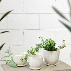 THE PLANT SOCIETY Milky Striped Round Planter By Lisa Peri All Planters