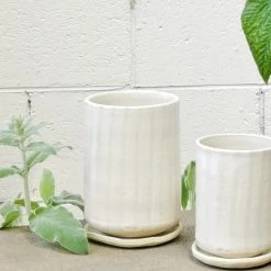 THE PLANT SOCIETY Milky Striped Tall Planter By Lisa Peri